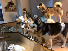 -Husky Go! 哈士奇体验馆·宠物咖啡厅狗咖