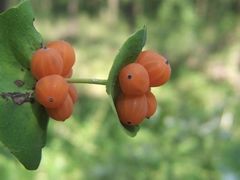 -黄埔油麻山森林公园