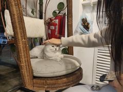 -平行世界·猫咖(首经贸店)