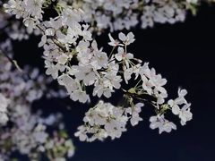 -临平公园(临平街道)
