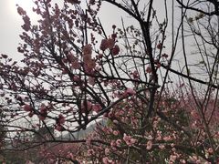-香雪海