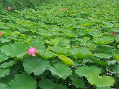-白塘生态植物园