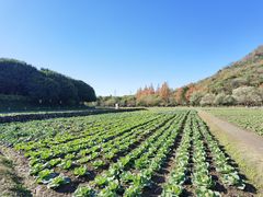 -八卦田遗址公园