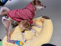 -逗柴咖啡屋·狗咖猫咖宠物桌游