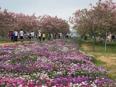 -天适樱花悠乐园