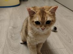 -中农大我爱我爱24h动物医院·中医针灸·猫专科·骨科医疗中心(双井店)