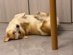 -帕帕拉兹宠物(亚洲旗舰店)