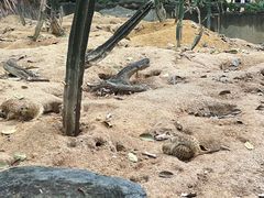 -广州长隆野生动物世界