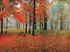 -吉林市朱雀山国家森林公园