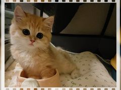 -欣宠猫屋·矮脚拿破仑·蓝金金渐层