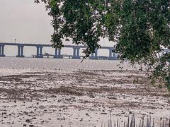 -宝安西湾红树林湿地公园