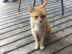 -暹罗酒肆泰餐厅酒吧