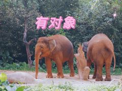 -广州长隆野生动物世界