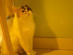-平行世界·猫咖(首经贸店)