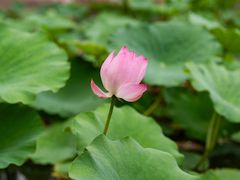 -陶然亭公园