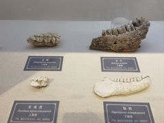 -重庆中国三峡博物馆(重庆博物馆)