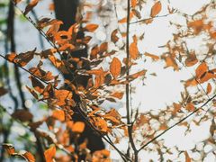 -江西阳明山国家森林公园