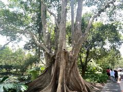 -中国科学院西双版纳热带植物园