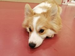 -和它·交个朋友·狗咖猫咖(爱琴海店)