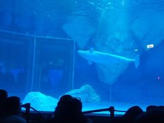 -上海海昌海洋公园-冰山北极馆