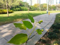 -新虹桥中心花园