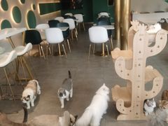 -飞行喵MR PILOT|猫舍·猫咖(静安大融城店)