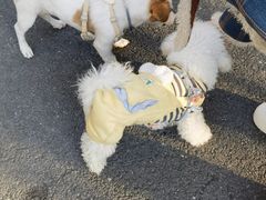 -佳雯宠物医院·皮肤科·内外科(春晓路分院)