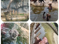 -常州淹城野生动物世界