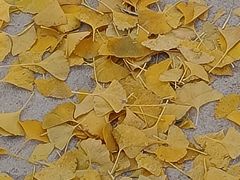 -宝发园名菜馆
