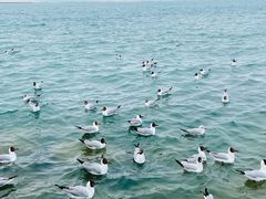 -青海湖国家重点风景名胜区