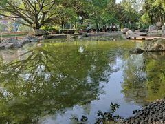 -神仙树公园