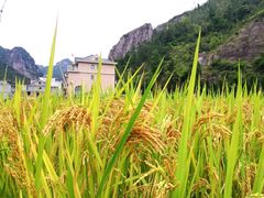 -雁荡山雁湖景区