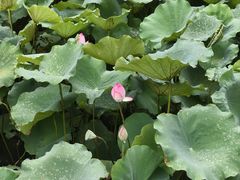 -深圳仙湖植物园
