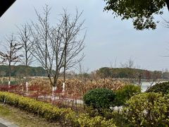 -昆山城市生态森林公园