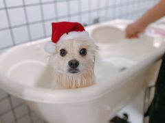 -BABYDOG宝贝狗宠物乐园(欧洲城店)