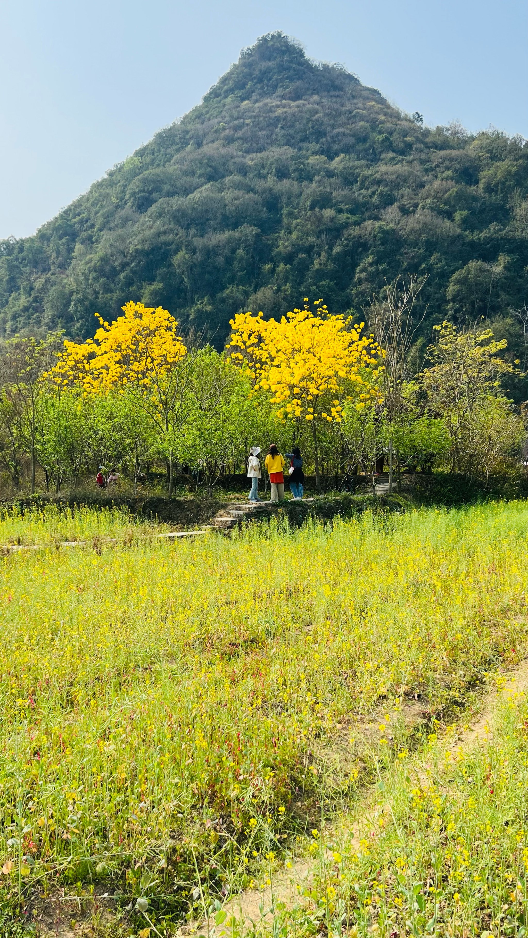 树上开黄色的花
