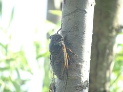 -合肥滨湖国家森林公园