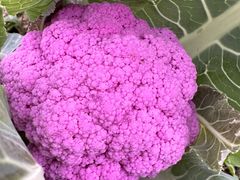 -中国天府农业博览园