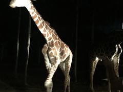 -清迈夜间动物园