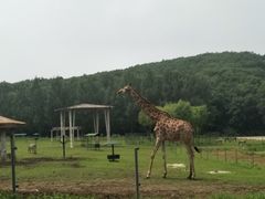 -哈尔滨北方森林动物园