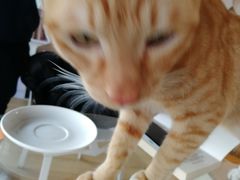 -Cappucimeow猫咪咖啡馆(韦伯时代店)
