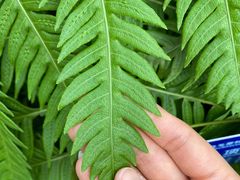 -国家植物园南园