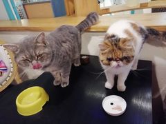 -猫小院猫主题咖啡厅(北锣店)