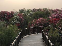 -贵州百里杜鹃风景名胜区