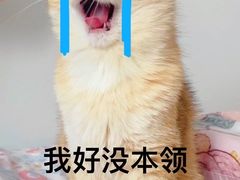 -东方名猫馆·英短金渐层布偶猫舍(环线广场1号楼店)