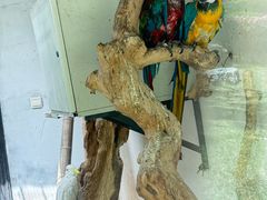 -青藏高原野生动物园