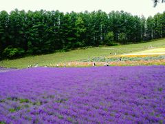 android_upload_pic-富田农场