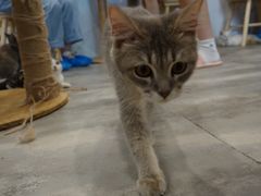 -楼上猫咖(罗湖店)