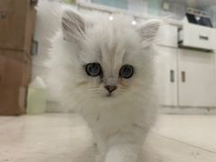 -萌兽医馆·眼科·异宠专科(三里屯店)