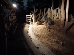 -清迈夜间动物园